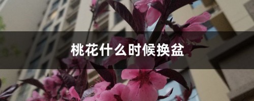 桃花什么时候换盆，桃花用什么土种最好