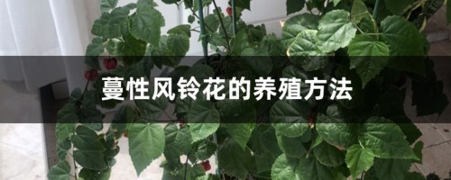 蔓性风铃花的养殖方法